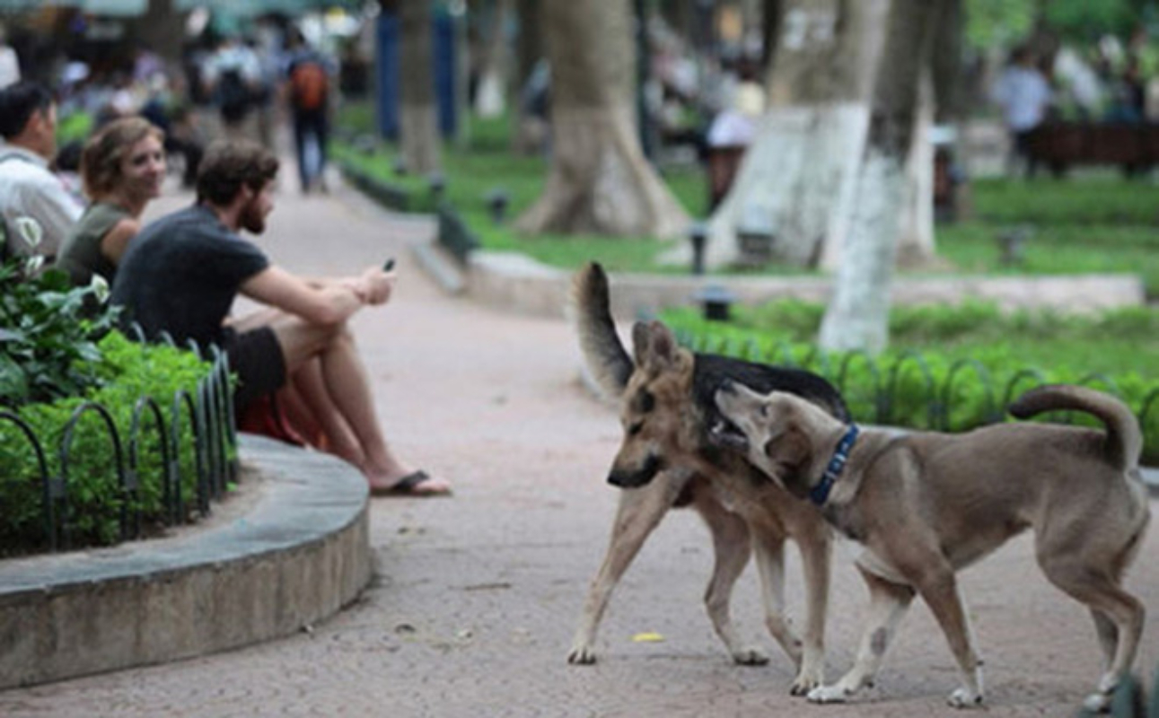 Thả chó trong công viên