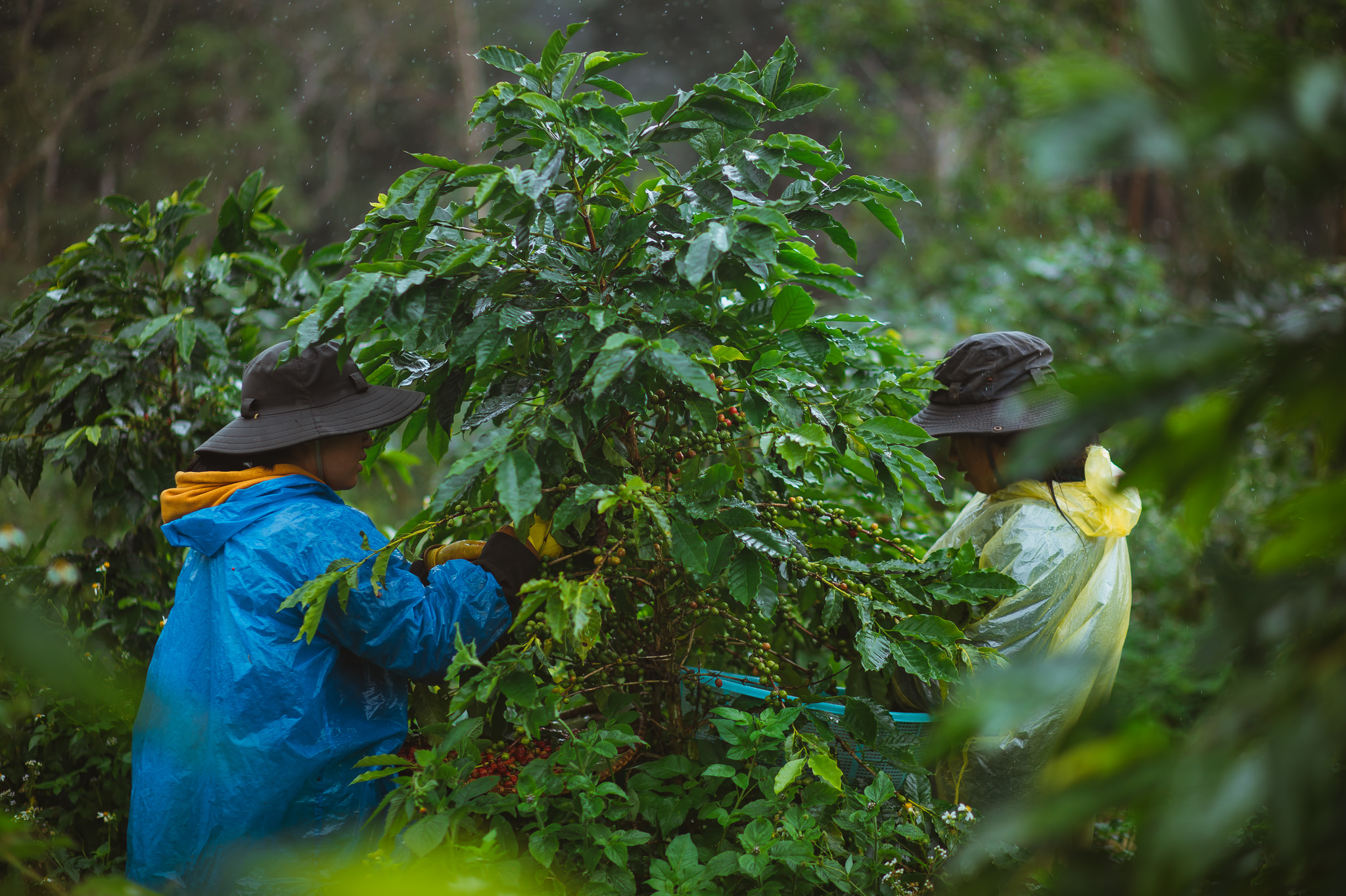 Giá cà phê giảm sâu sau nhiều ngày tăng mạnh