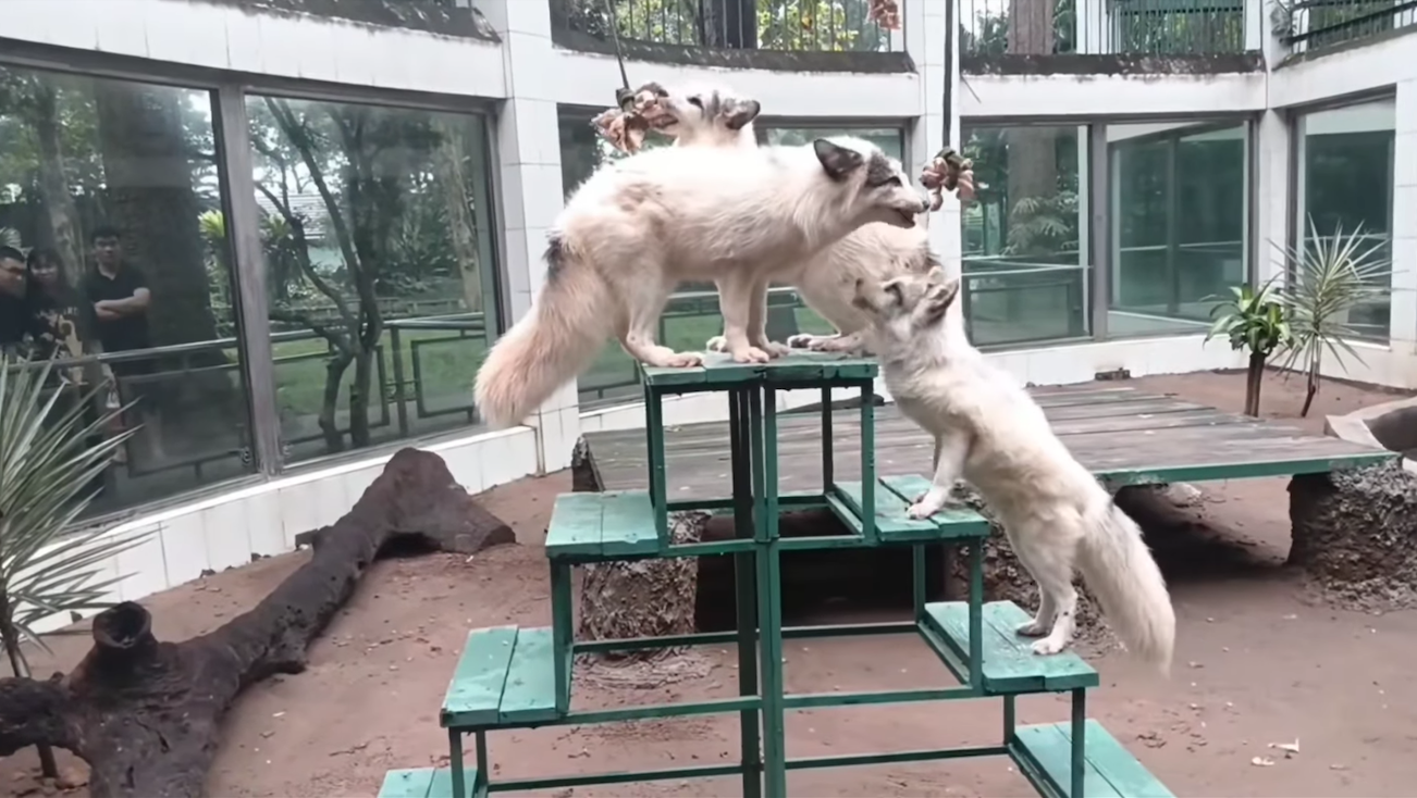 Thảo Cầm Viên gây sốt khi xuất hiện loài vật thuộc dòng họ 'hồ ly'