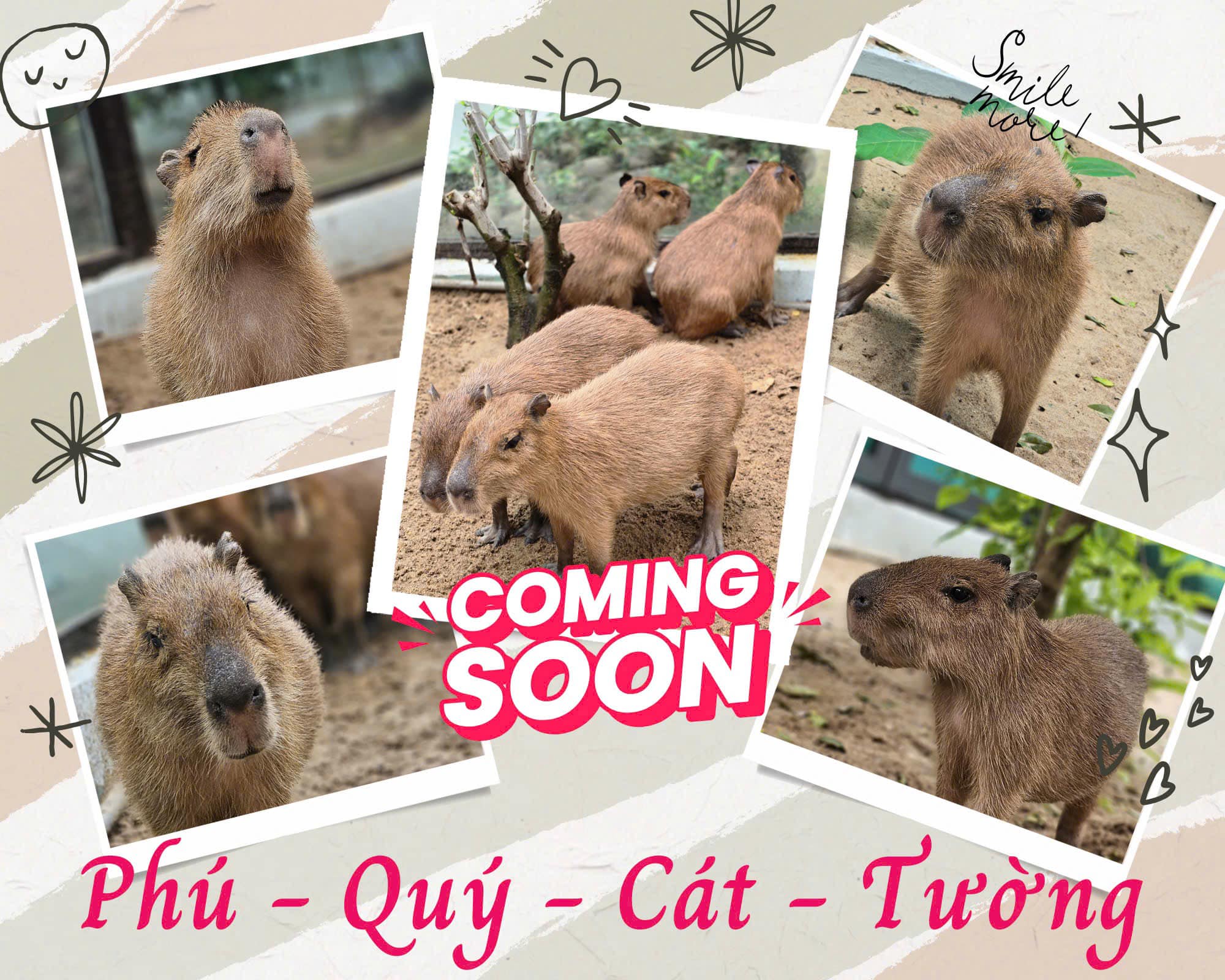 Du khách háo hức và thích thú trước sự xuất hiện của CapyBara ở Thảo Cầm Viên
