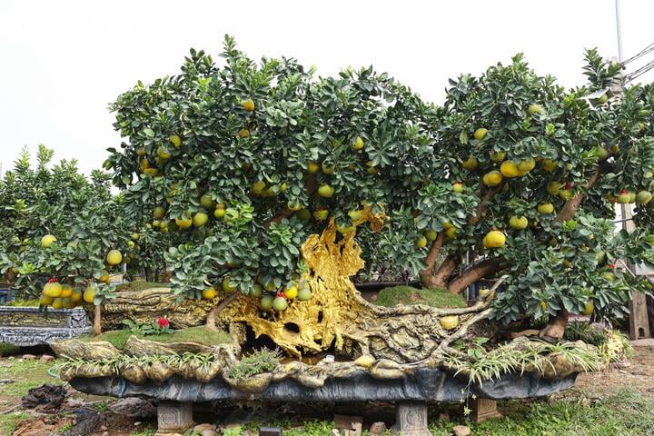 Mãn nhãn ngắm bưởi 'phi thuyền' giá trăm triệu đồng chơi Tết Ất Tỵ