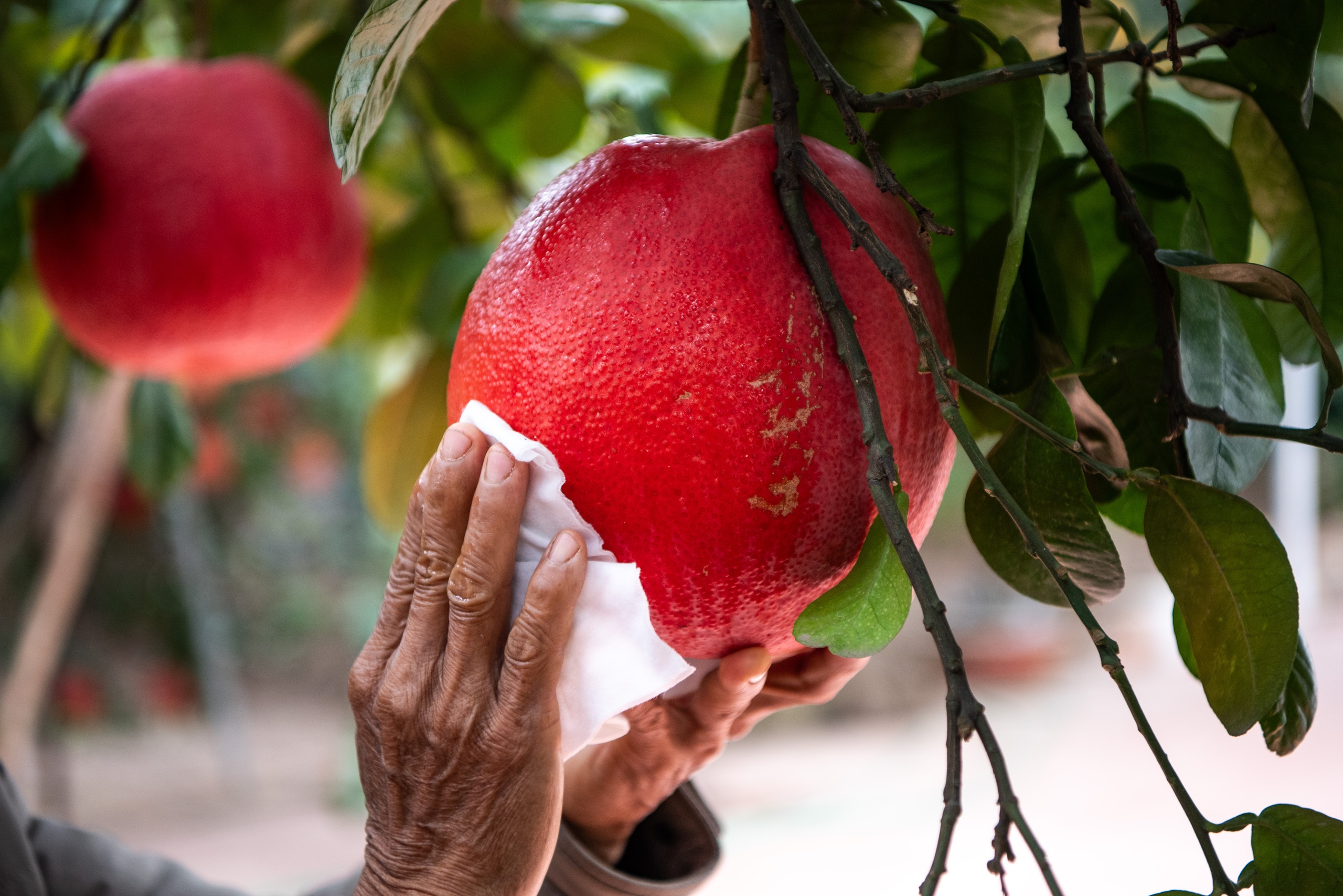 Một loại quả bị đồn 'sơn màu đỏ' để được săn đón dịp Tết, sự thật là gì?