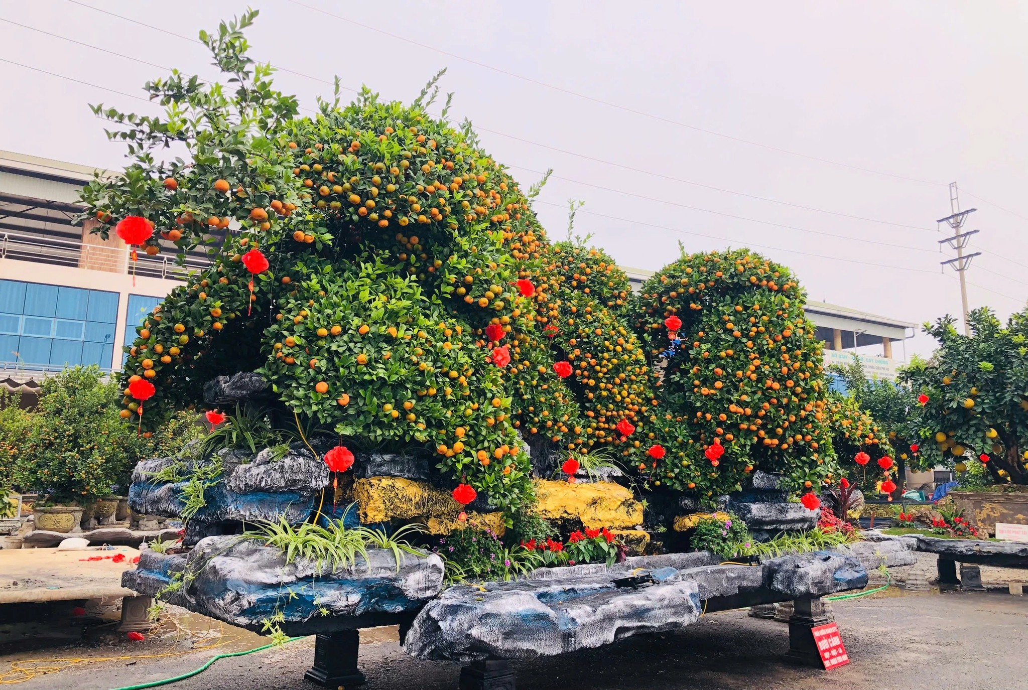 Chậu quýt 'Ngũ phúc quần tụ' – Sự kết nối giữa nghệ thuật và tâm linh ngày Tết