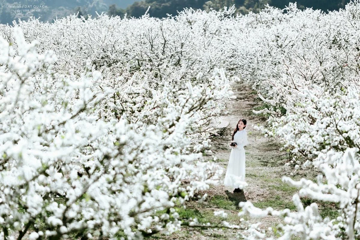 Đi Mộc Châu ngắm hoa mận trắng, đừng quên thưởng thức những đặc sản trứ danh