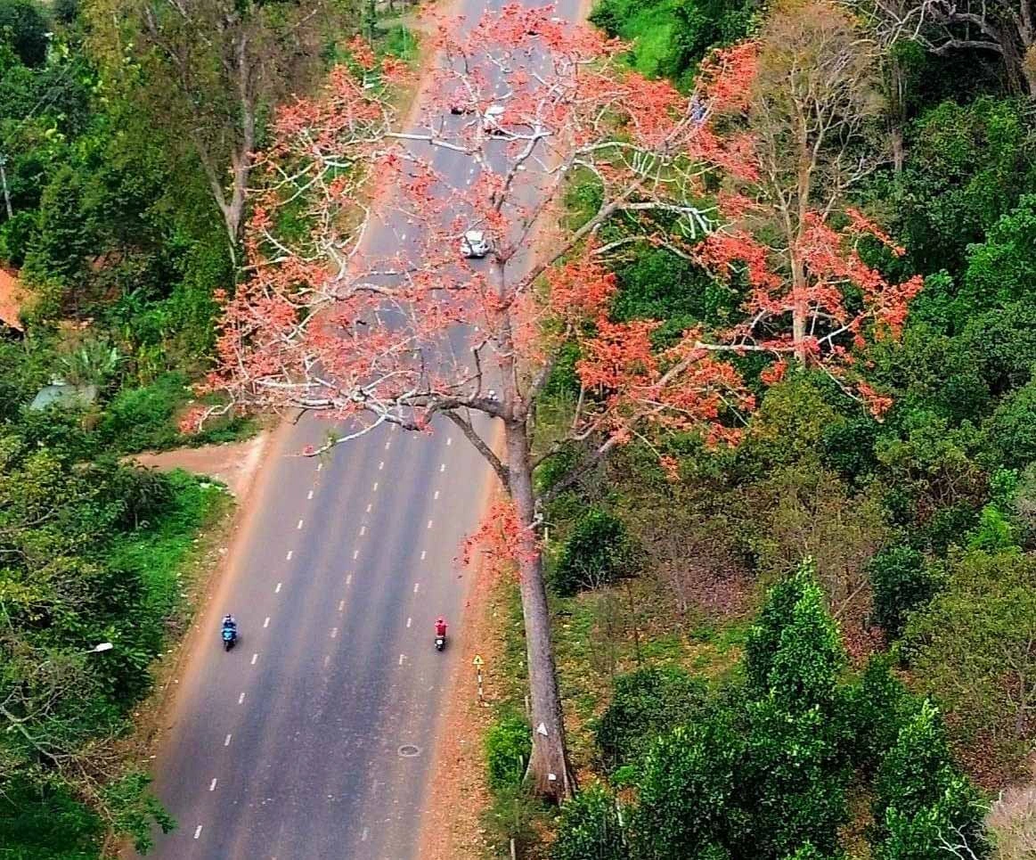 Mê mẩn ngắm hoa Pơ Lang rực rỡ khoe sắc ở Đắk Lắk