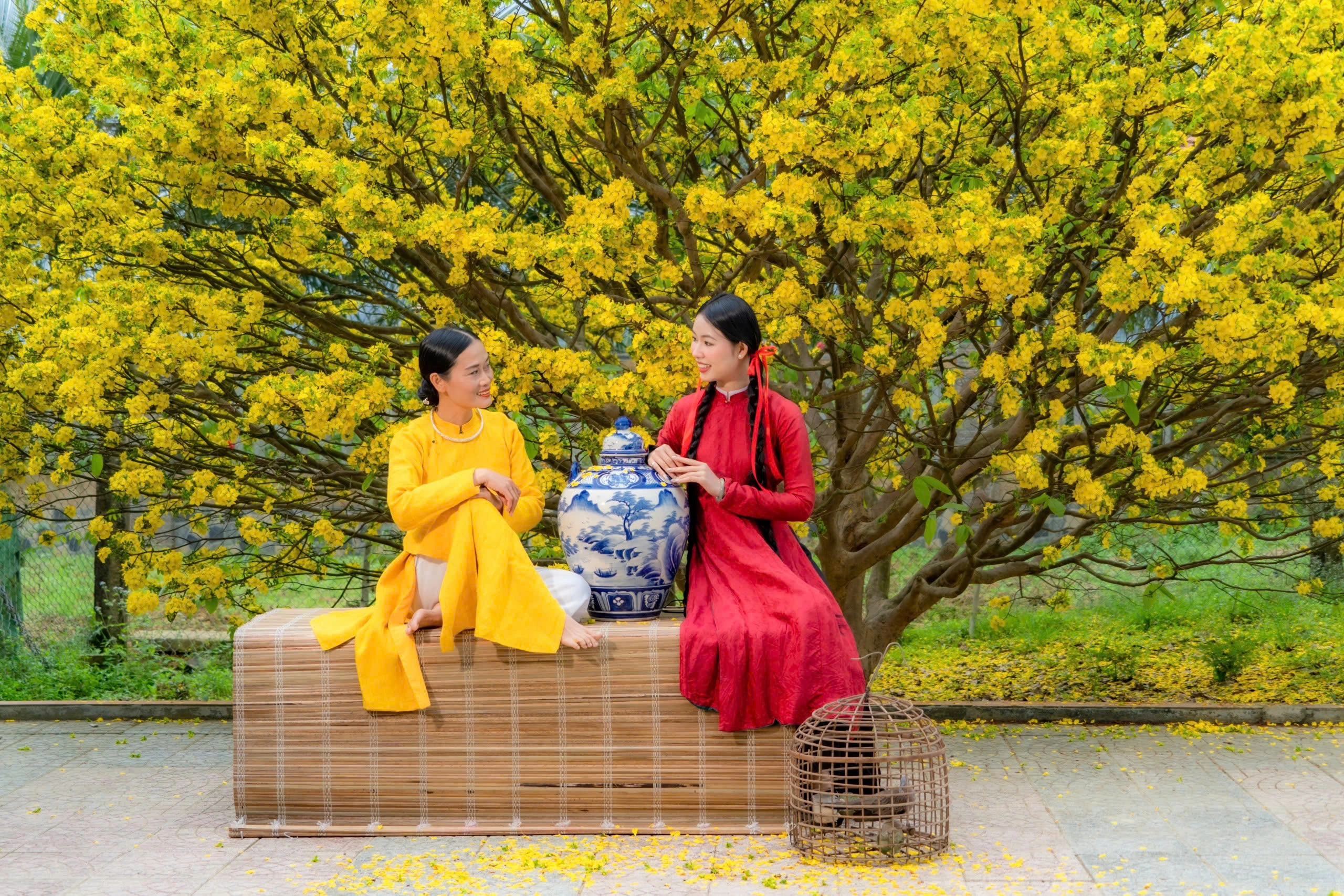 Mai vàng xứ Huế nở rộ muộn, thu hút du khách check-in và nhận được lòng hiếu khách đặc biệt