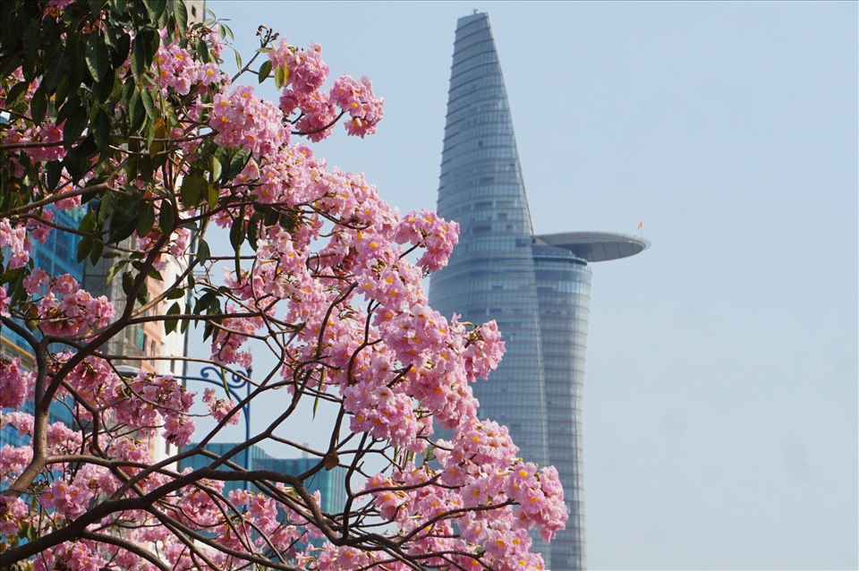 Mùa Hoa kèn hồng bung nở ở TPHCM thu hút giới trẻ đến check-in