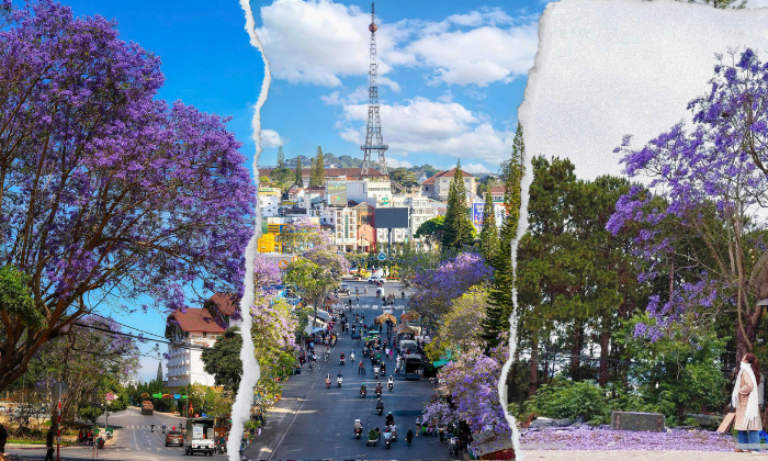 Mê mẩn check-in mùa phượng tím tại Đà Lạt, khoác lên phố núi tấm áo tím đầy lãng mạn