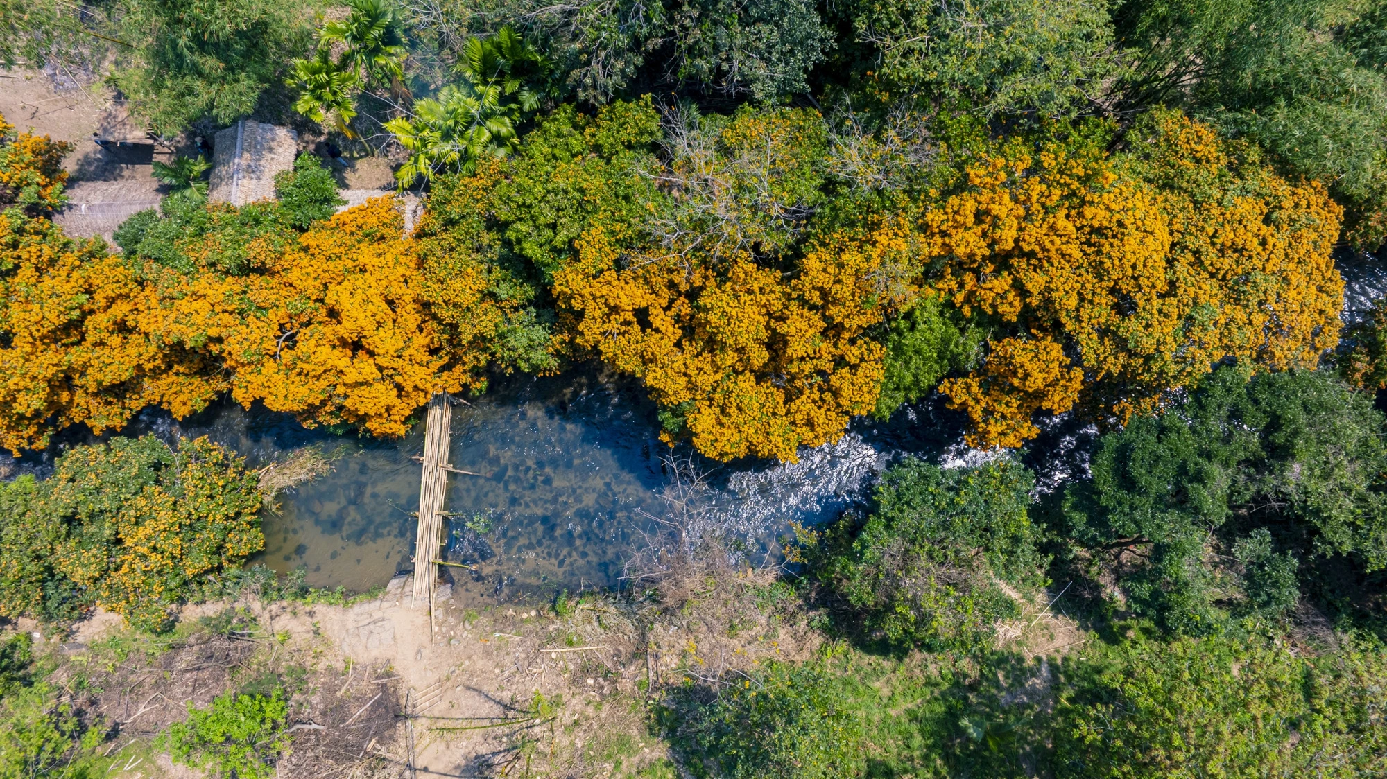 Hoa Trang rừng nở rộ trên vùng cao Bình Định đẹp như tranh vẽ