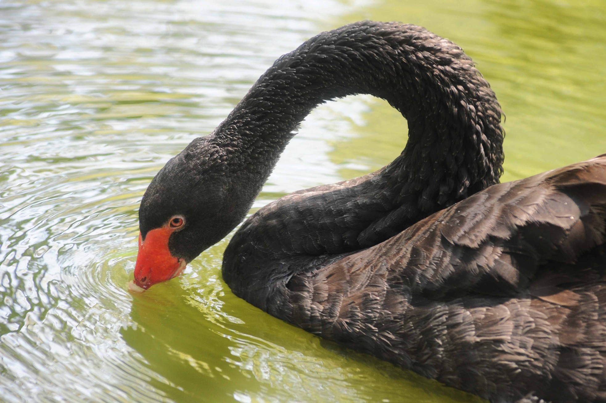 Chiêm ngắm tận mắt nhiều loại động vật quý hiếm đang sinh sống giữa lòng Sài thành
