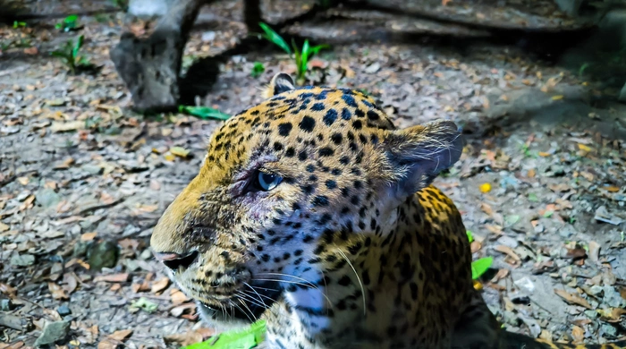 Lần đầu tiên có tour ngắm thú về đêm ở Thảo Cầm Viên Sài Gòn tối thứ 7 hàng tuần