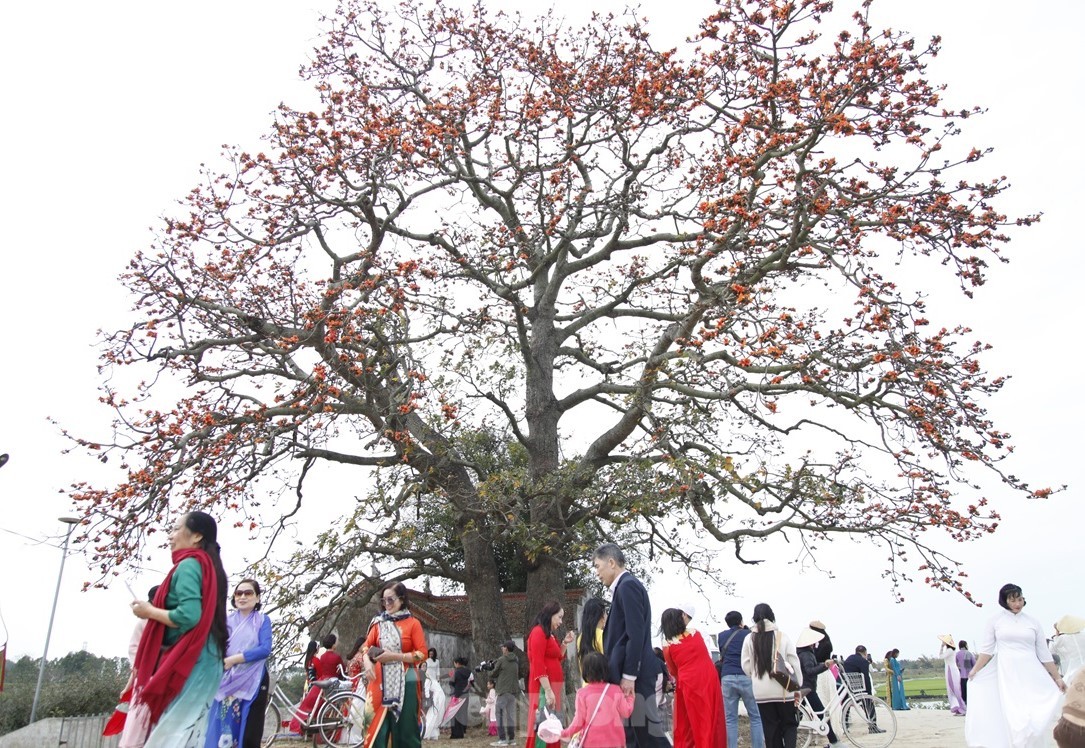 Giới trẻ nô nức check-in ở cây gạo hơn 200 năm nở hoa rực rỡ cuối tháng 3